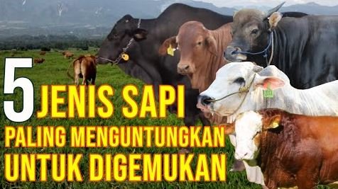 Sapi Favorit Peternak Lokal Indonesia.JPG